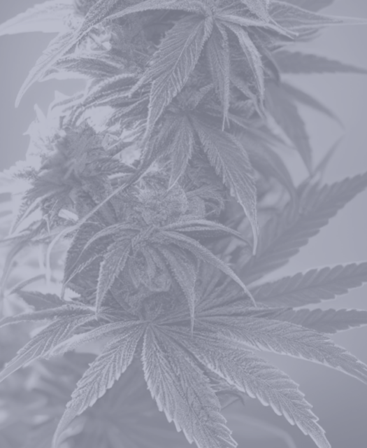 Centri is a Proud Sponsor of the Benzinga Cannabis Capital Conference